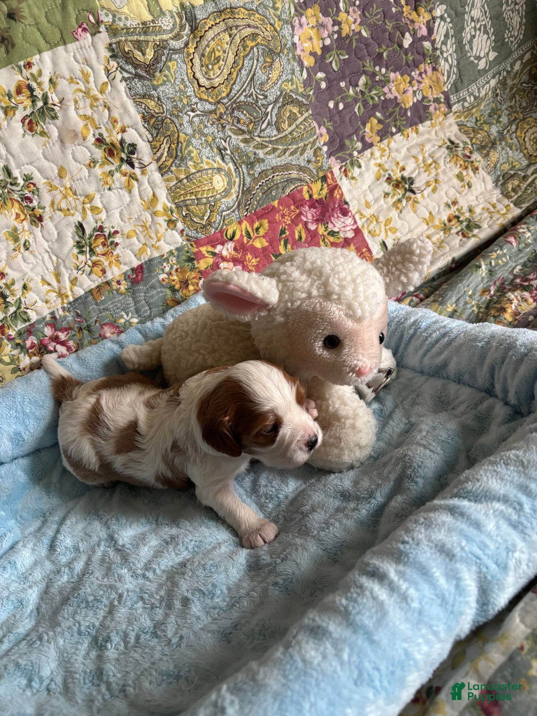 Cavapoo dogs for sale: Keno - Image 2