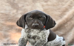 German Shorthaired Pointer dogs for sale: Richmond - Image 2