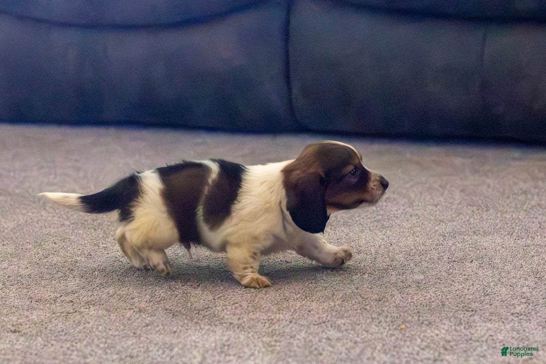Miniature Dachshund dogs for sale: Bear - Image 9