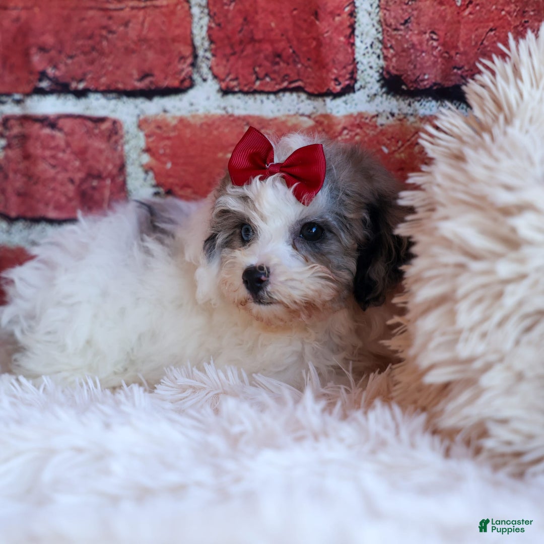 Bichpoo dogs for sale: Babe - Image 15