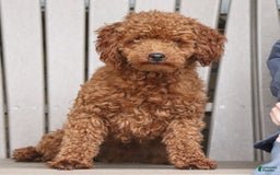 Miniature Poodle dogs for sale: Ripley - Image 13