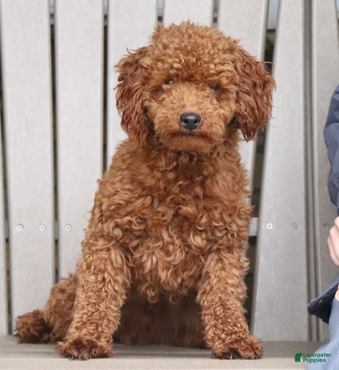 Miniature Poodle dogs for sale: Ripley - Image 13