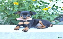 Miniature Pinscher dogs for sale: Camella - Image 3