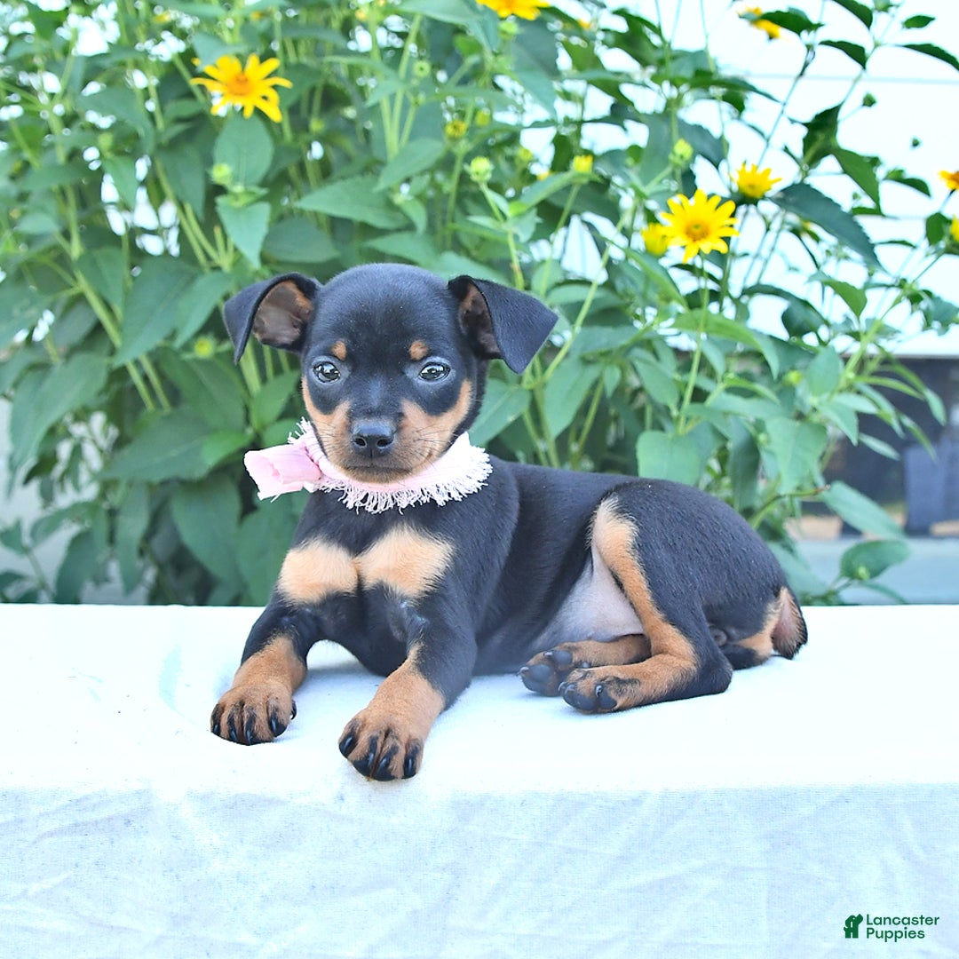 Miniature Pinscher dogs for sale: Camella - Image 3