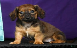 Miniature Dachshund dogs for sale: Dixie - Image 8