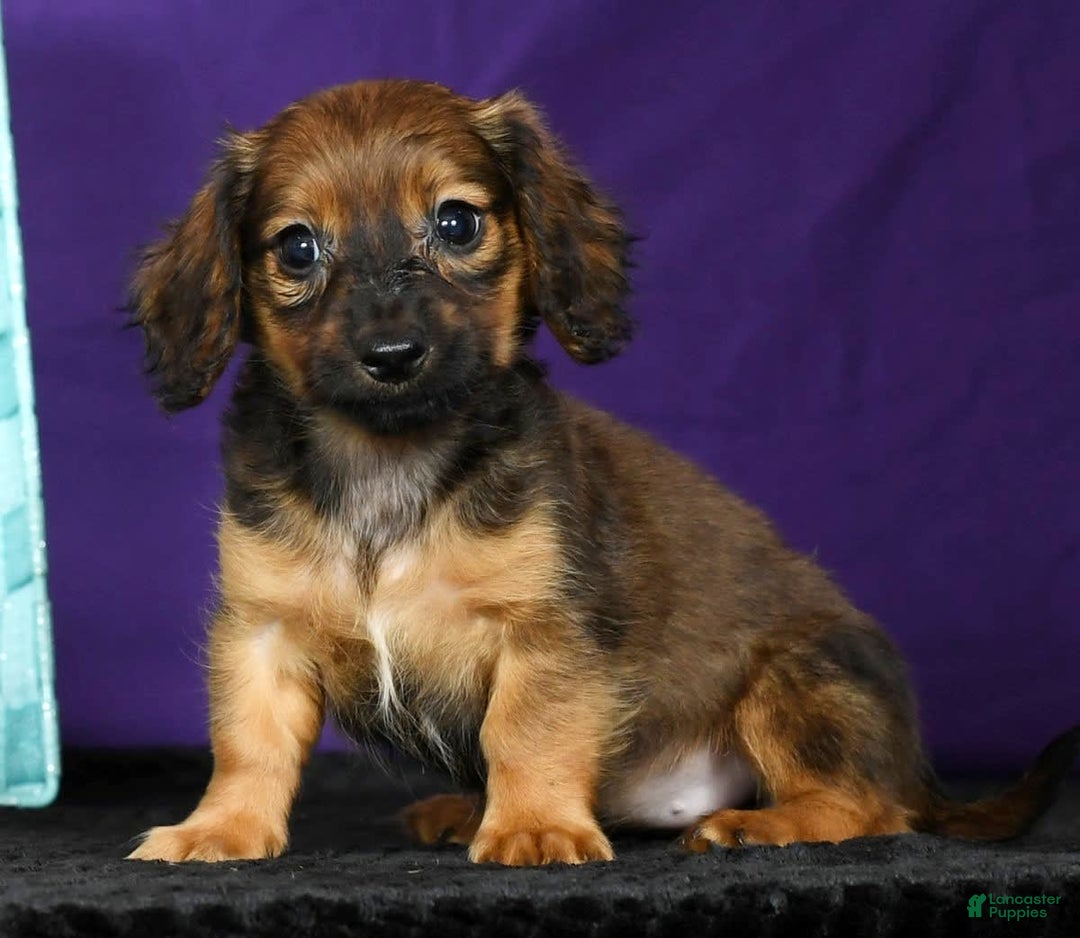Miniature Dachshund dogs for sale: Dixie - Image 8