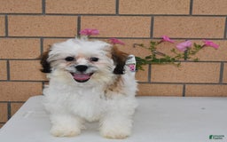 Teddy Bear dogs for sale: Bailey - Image 13
