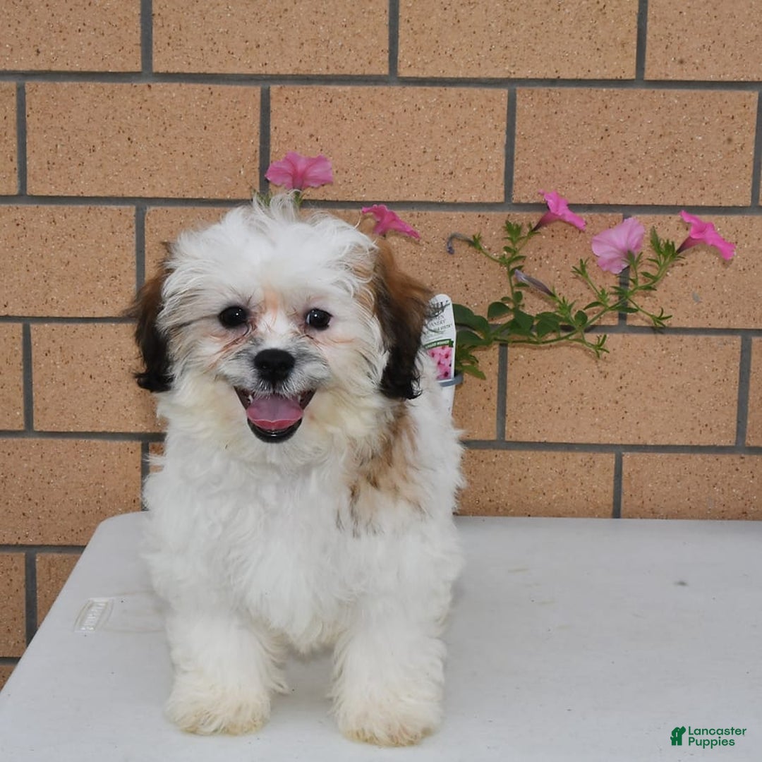 Teddy Bear dogs for sale: Bailey - Image 13