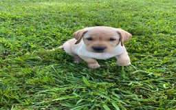 Labrador Retriever dogs for sale: Uriah - Image 2