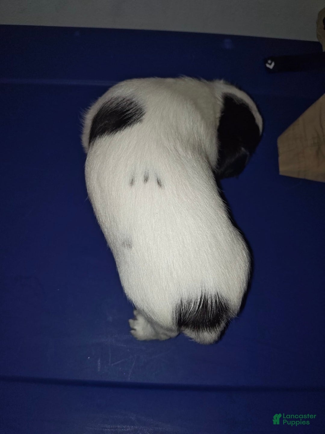 Jack Russell Terrier dogs for sale: Boy Black And White - Image 3
