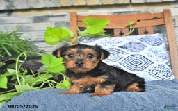 Yorkshire Terrier dogs for sale: Poppy - Image 4