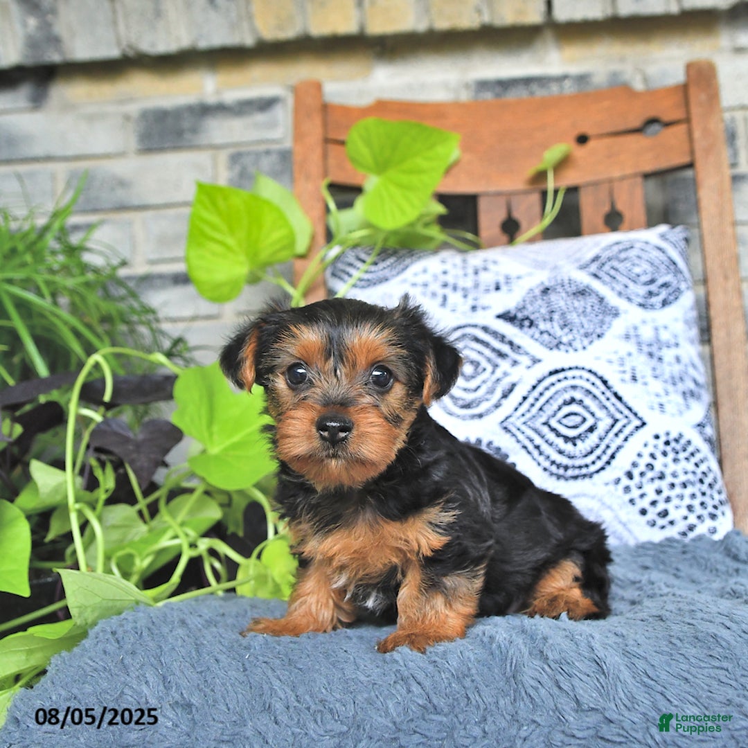 Yorkshire Terrier dogs for sale: Poppy - Image 4