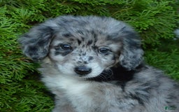 Mini Aussiedoodle dogs for sale: Mini Angel - Image 14