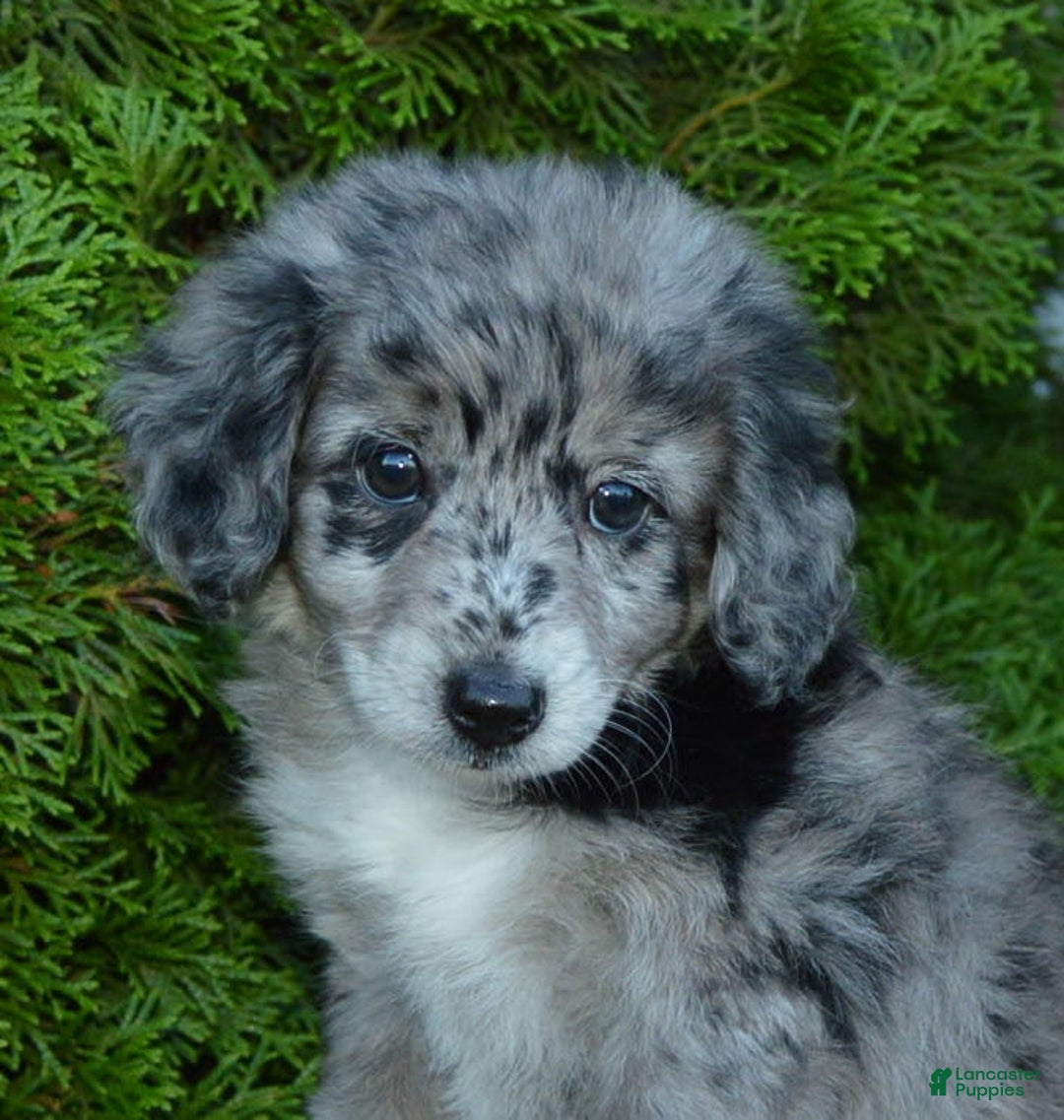 Mini Aussiedoodle dogs for sale: Mini Angel - Image 14
