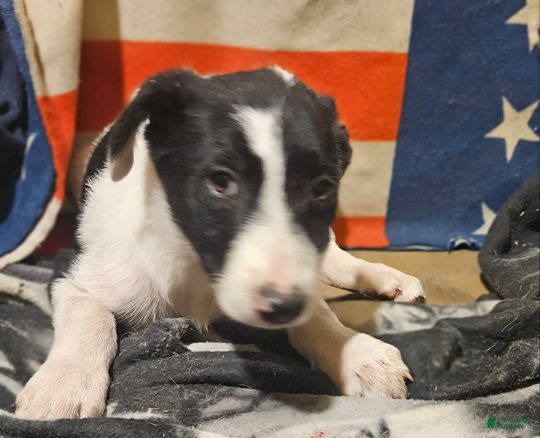 Border Collie dogs for sale: Fasti - Image 29