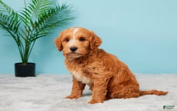 Mini Goldendoodle dogs for sale: Nash - Image 4