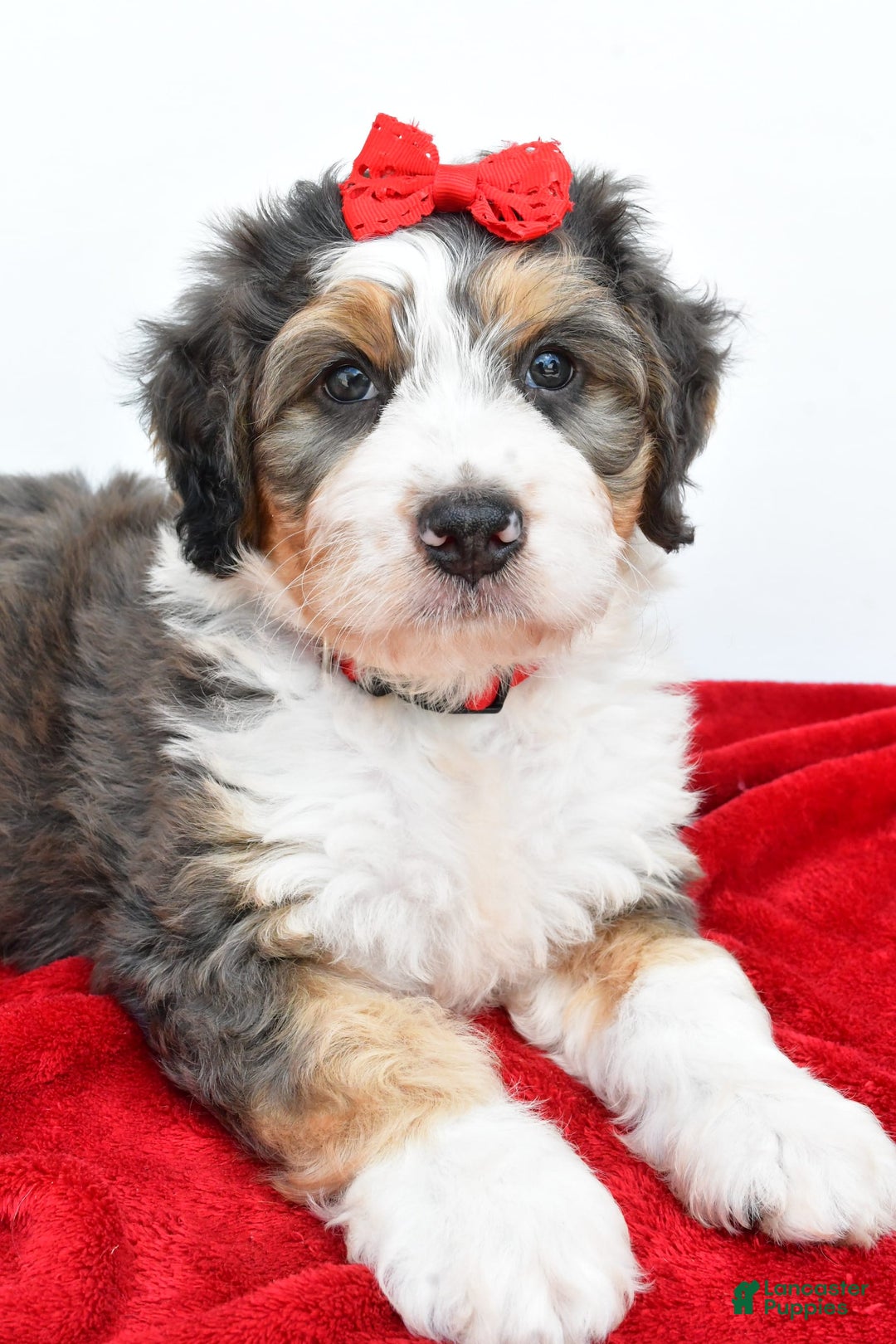 Mini Bernedoodle dogs for sale: Mini Bernedoodle 5 puppies - Image 3