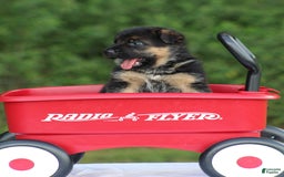 German Shepherd dogs for sale: Jayla - Image 9
