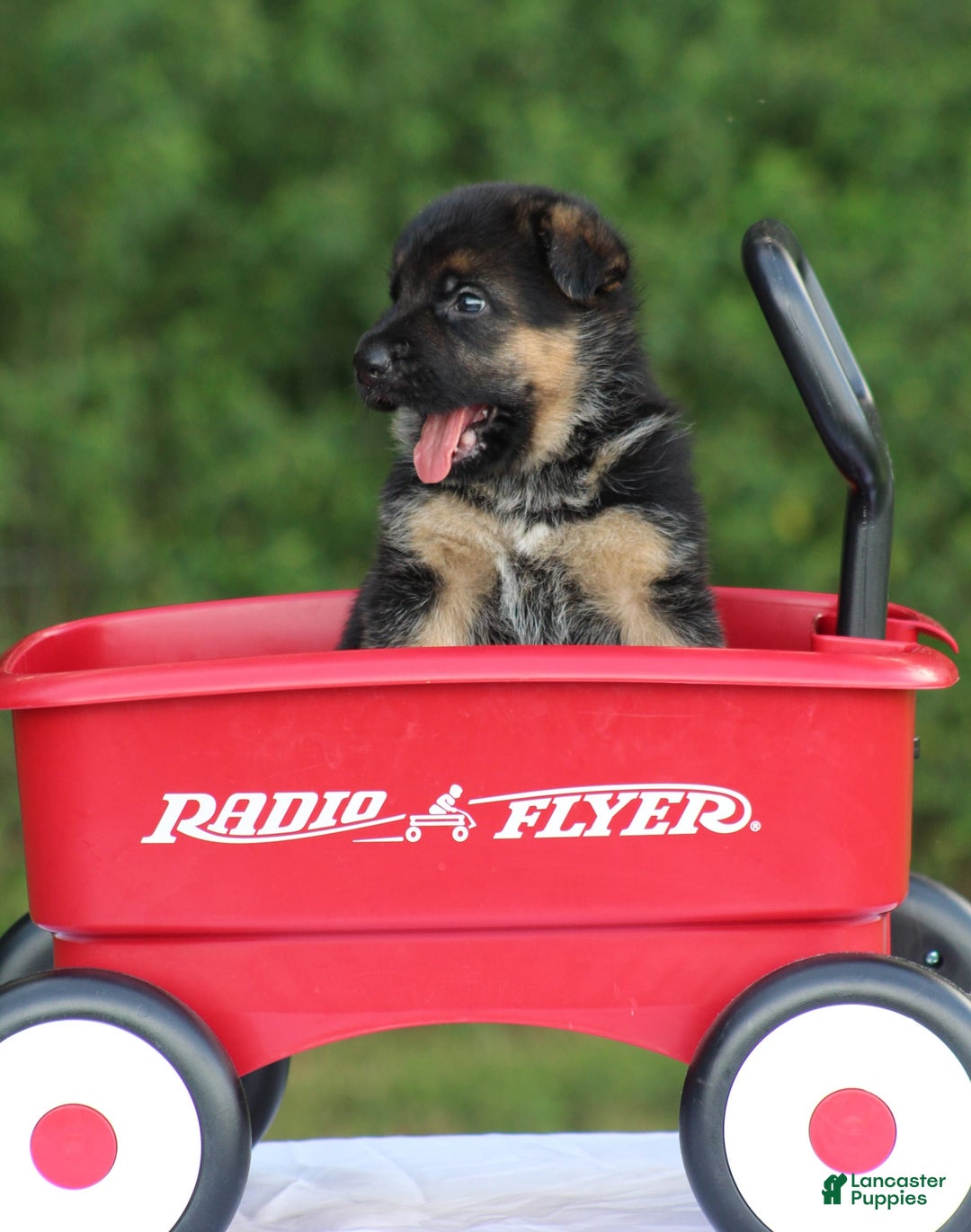 German Shepherd dogs for sale: Jayla - Image 9
