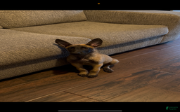 Belgian Malinois dogs for sale: Rex - Image 2