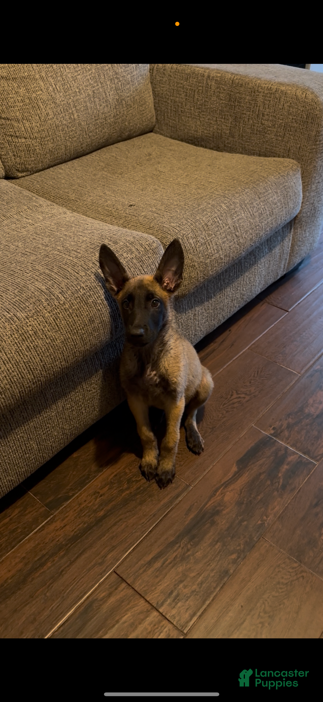 Belgian Malinois dogs for sale: Rex - Image 2