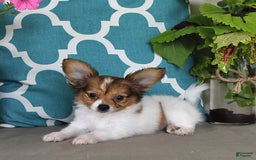 Papillon dogs for sale: Badger - Image 2