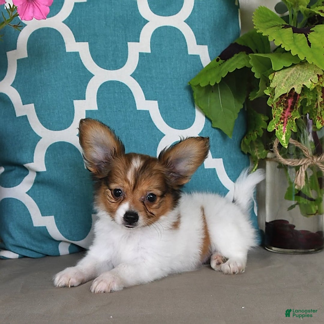 Papillon dogs for sale: Badger - Image 2