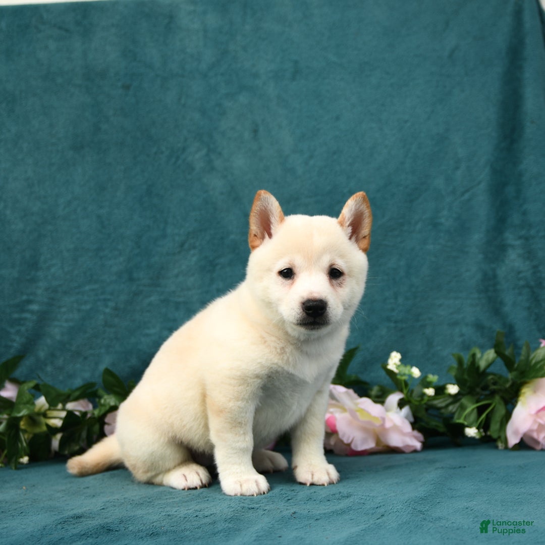 Shiba Inu dogs for sale: Emma - Image 4