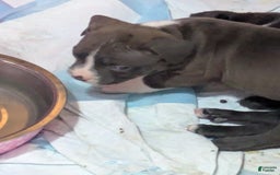American Pit Bull Terrier dogs for sale: Piglet - Image 4