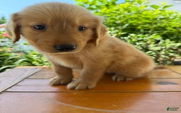 Golden Retriever dogs for sale: Luke - Image 13