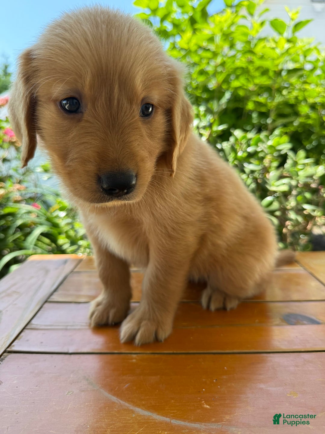 Golden Retriever dogs for sale: Luke - Image 13