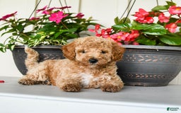 Mini Goldendoodle dogs for sale: Nollie - Image 7