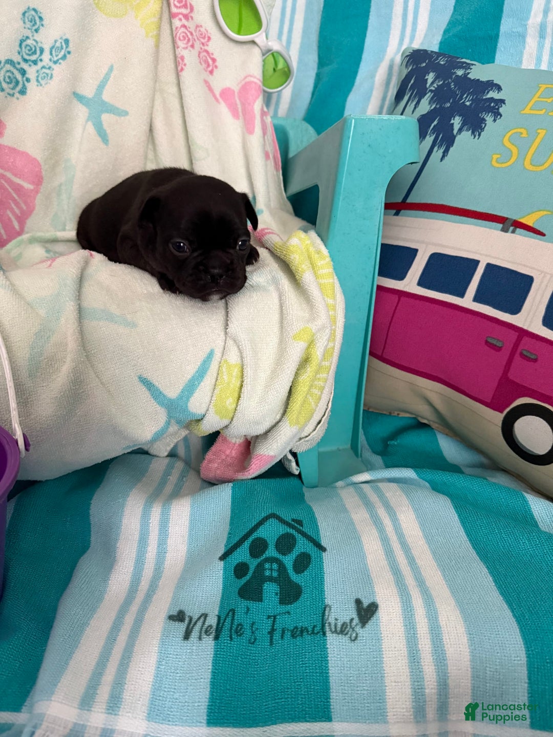 French Bulldog dogs for sale: Akc Black - Image 7