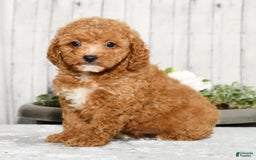 Cavapoo dogs for sale: Travis - Image 2