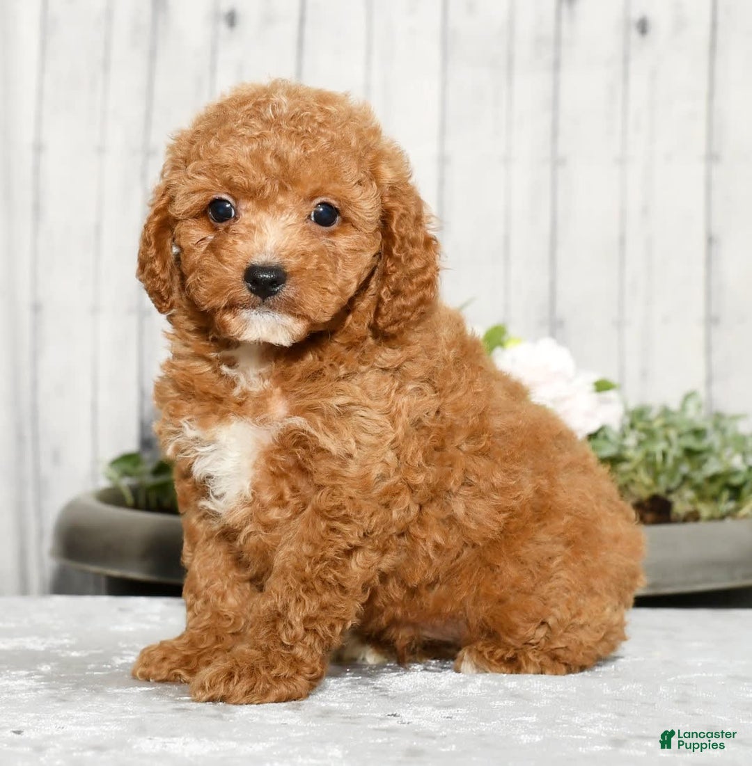 Cavapoo dogs for sale: Travis - Image 2