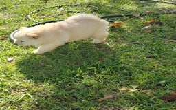 Chow Chow dogs for sale: Zoe - Image 5