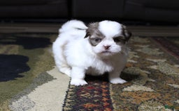 Shih Tzu dogs for sale: Gizmo - Image 5