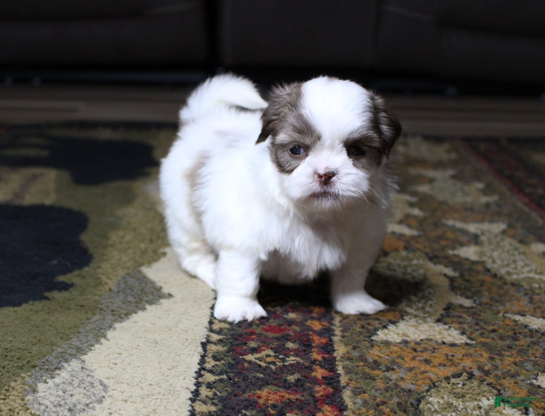 Shih Tzu dogs for sale: Gizmo - Image 5