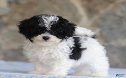 Toy Poodle dogs for sale: Parson - Image 4