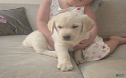Labrador Retriever dogs for sale: Bear - Image 5