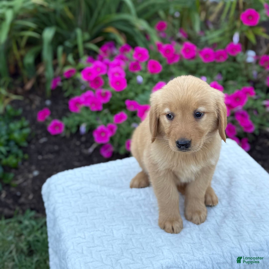 Golden Retriever dogs for sale: Treasure - Image 2