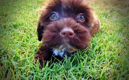 Havapoo dogs for sale: Havapoo 7 puppies - Image 11