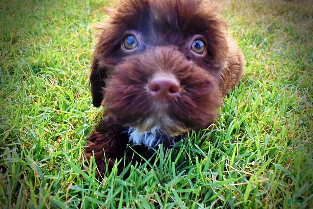 Havapoo dogs for sale: Havapoo 7 puppies - Image 11