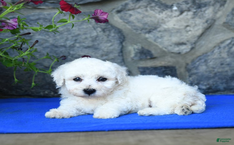 Bichon Frise dogs for sale - Ad 2