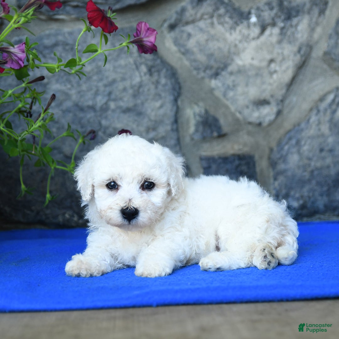 Bichon Frise dogs for sale: Tyler - Image 1