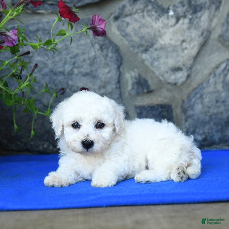 Bichon Frise dogs for sale - Ad 2