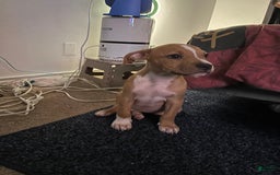 American Bully dogs for sale: Bentley G - Image 1