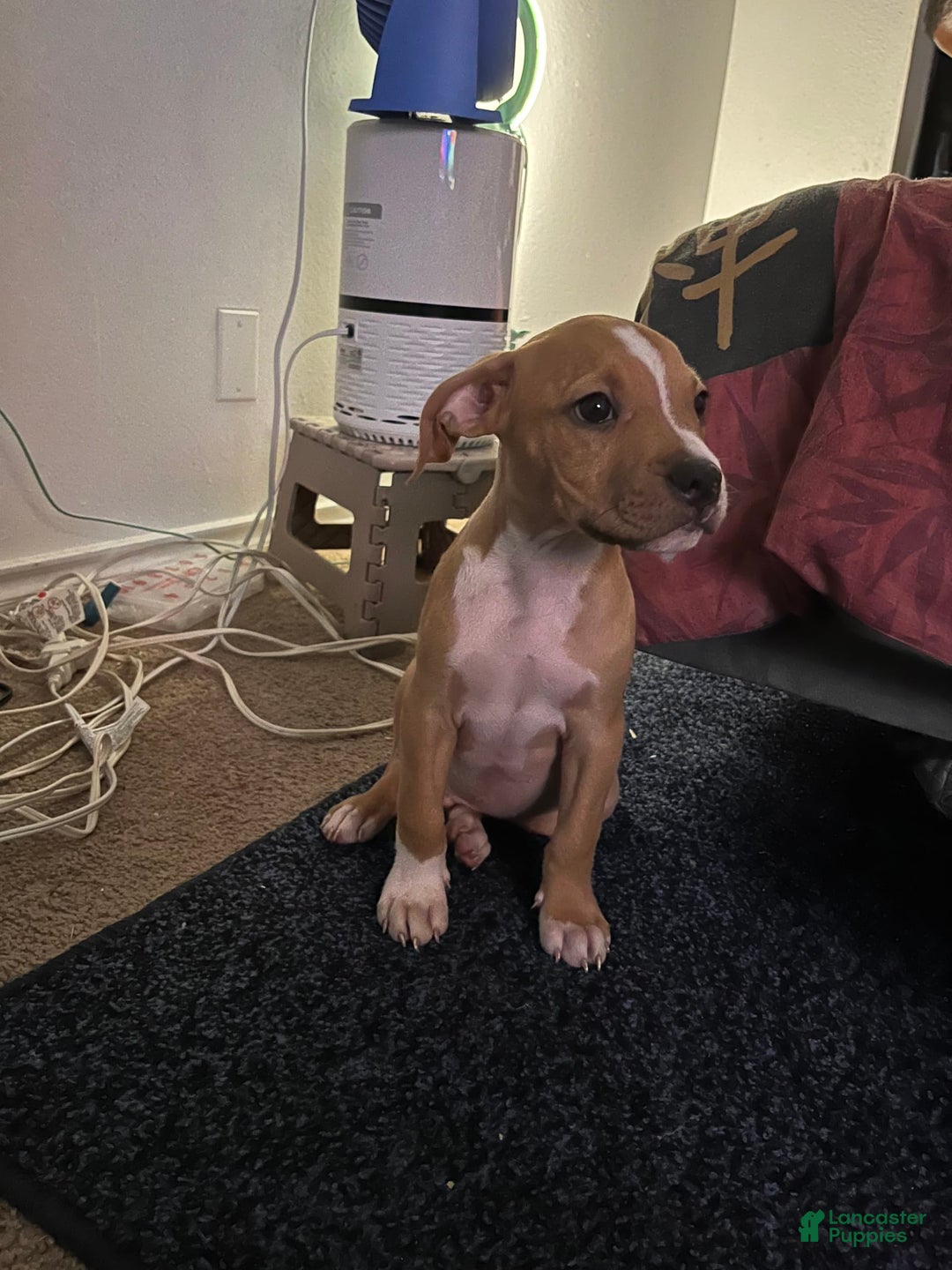 American Bully dogs for sale: Bentley G - Image 1