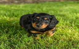 Miniature Dachshund dogs for sale: Coco - Image 5