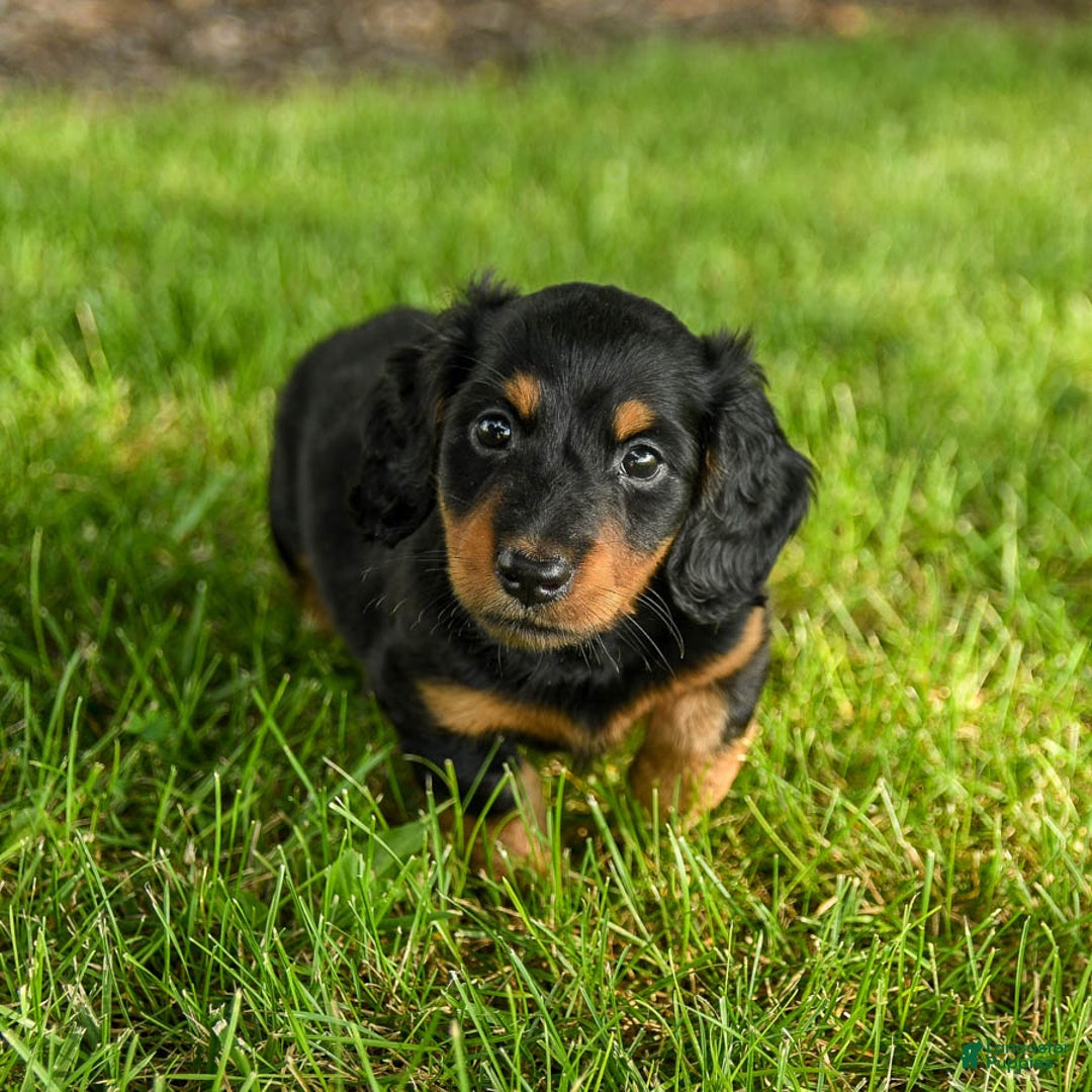 Miniature Dachshund dogs for sale: Coco - Image 5